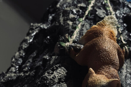 4. ábra a szabadulószoba Elhagyott Kunyhó / Debrecen Kelet Magyarország